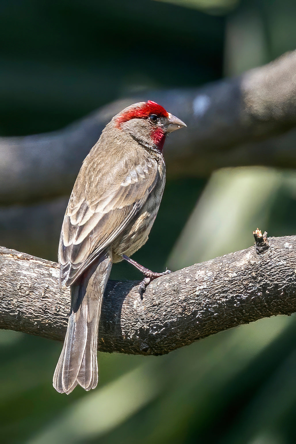 American House Finch Bird Glossy Poster Picture Photo Print Banner Booma Prints