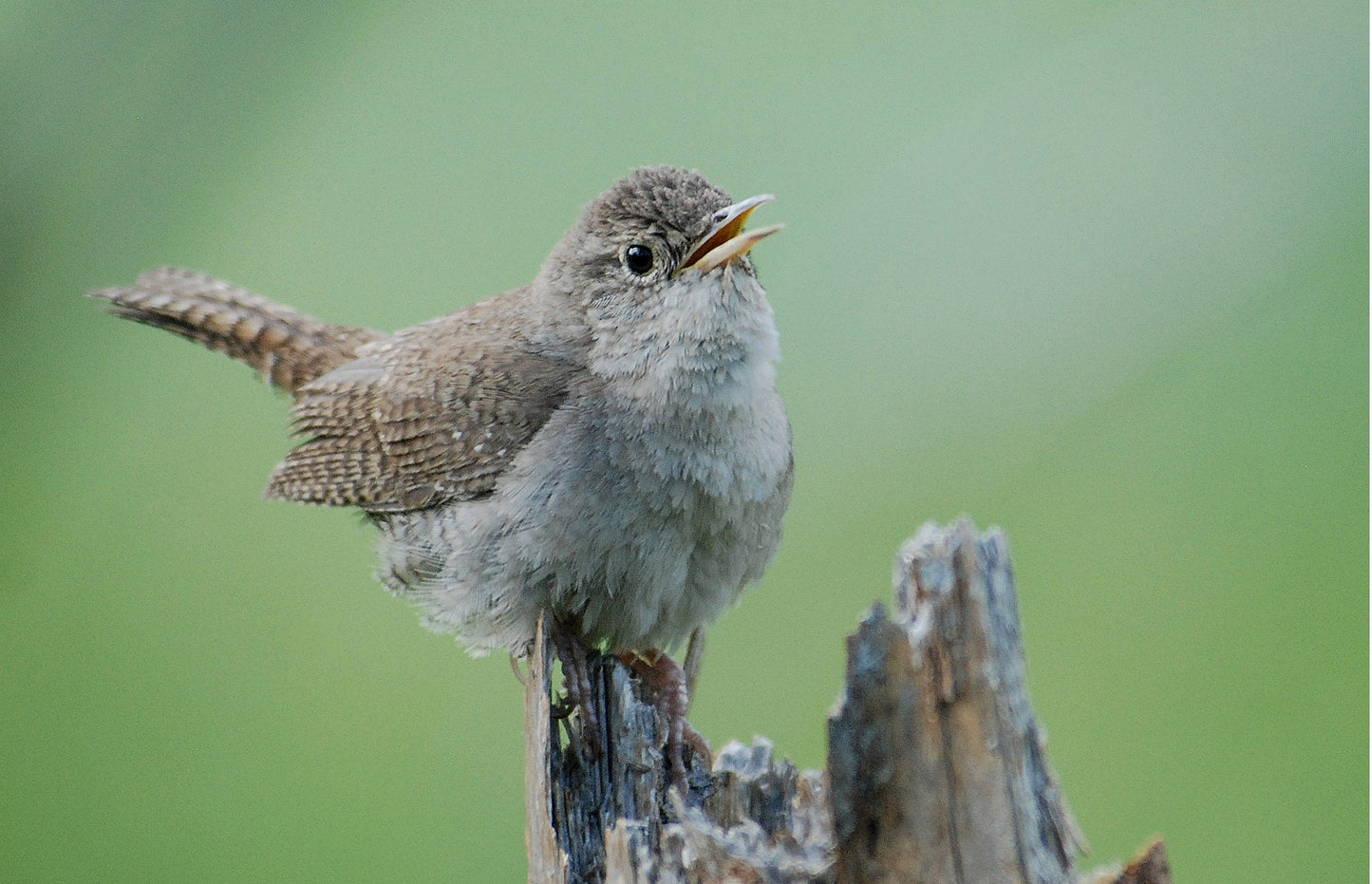 House Wren Small Bird Glossy Poster Picture Photo Print Banner Booma Prints