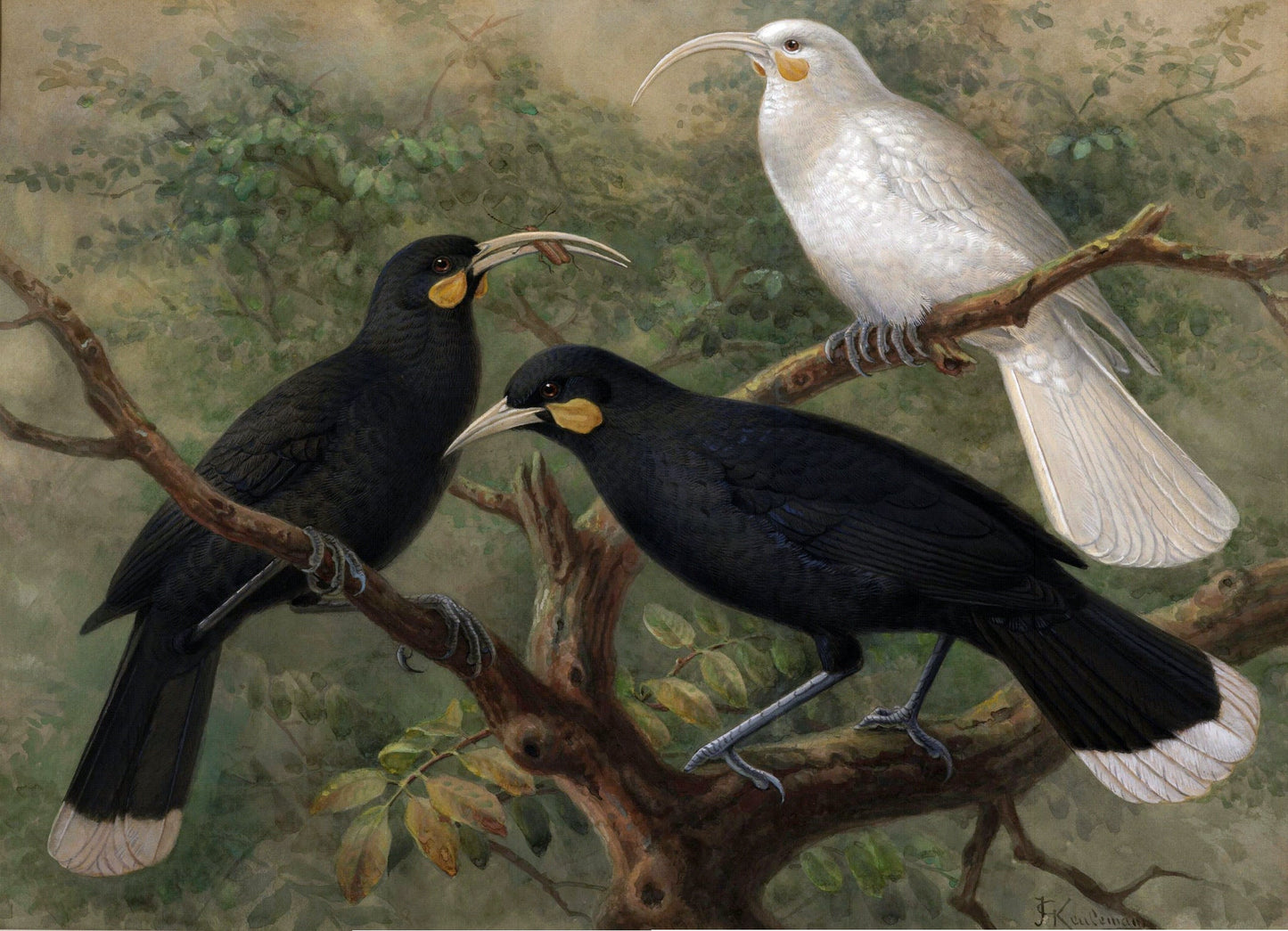 Extinct Huia New Zealand Bird Glossy Poster Picture Photo Print Banner Booma Prints