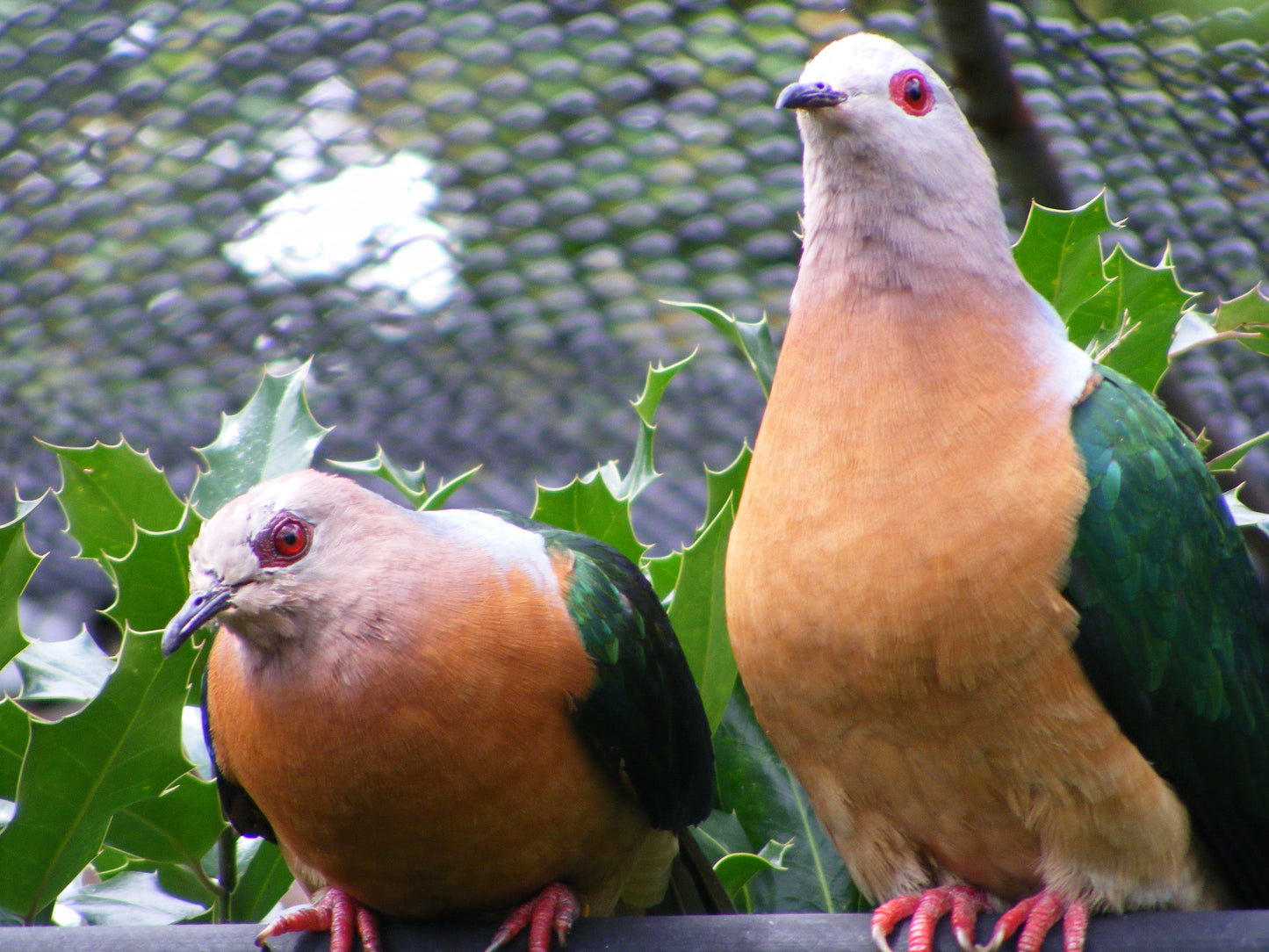 Imperial Pigeons Bird Glossy Poster Picture Photo Print Banner Booma Prints