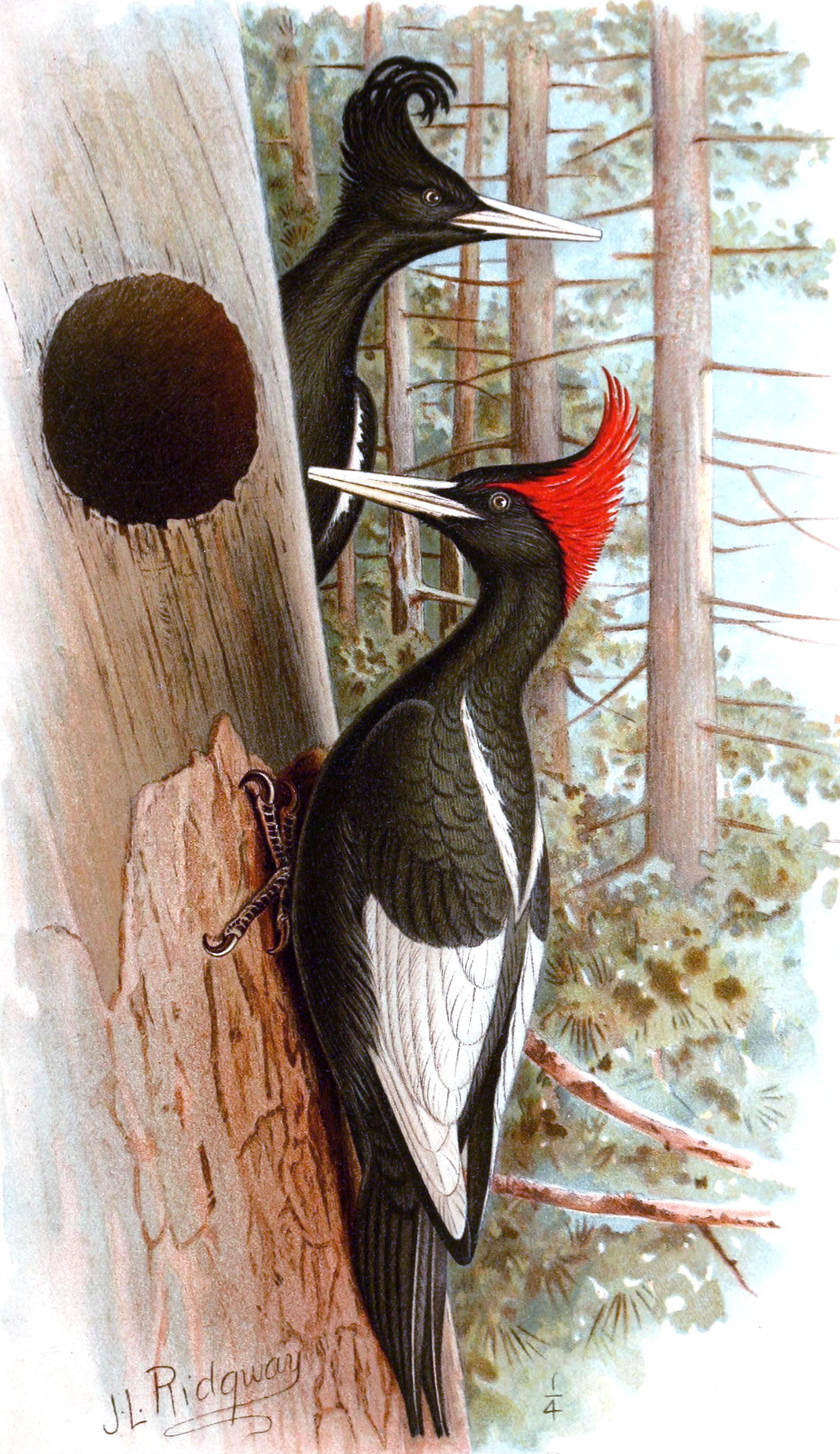 Imperial Woodpecker Bird Glossy Poster Picture Photo Print Banner Booma Prints