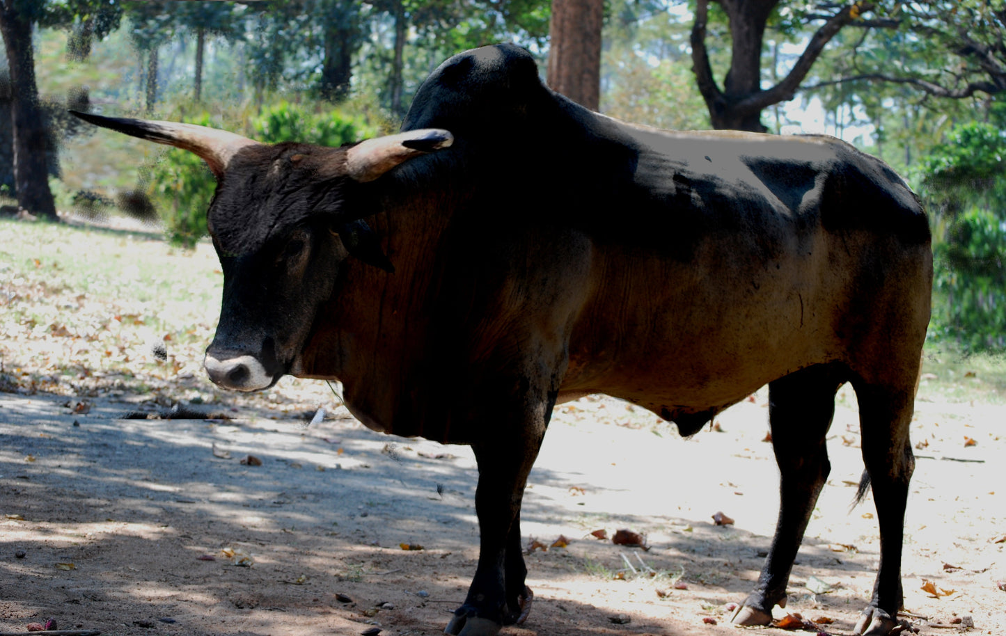 Extinct Indian Aurochs Glossy Poster Picture Photo Print Banner Booma Prints