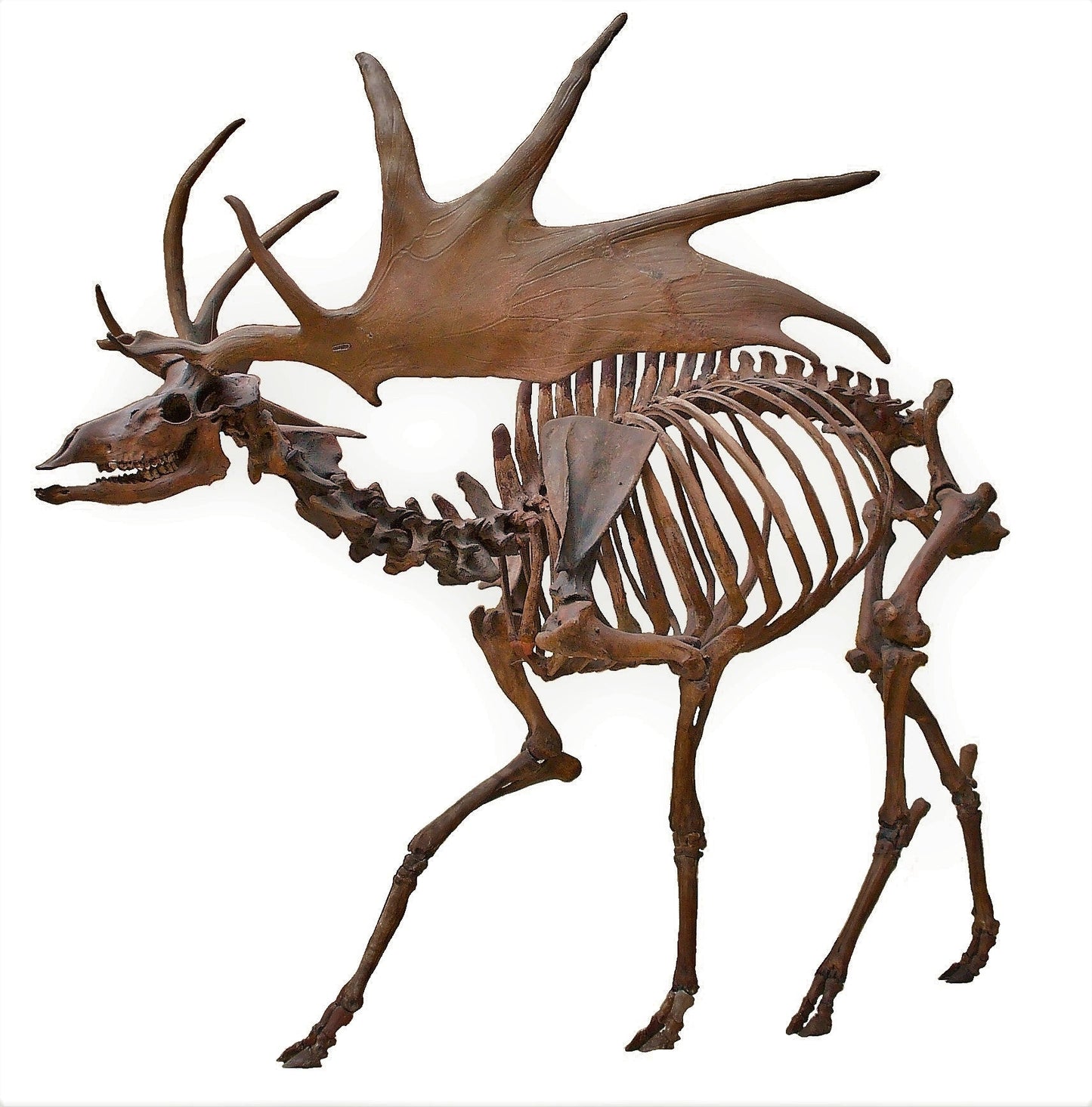 Extinct Irish Elk Giant Deer Glossy Poster Picture Photo Print Banner Booma Prints