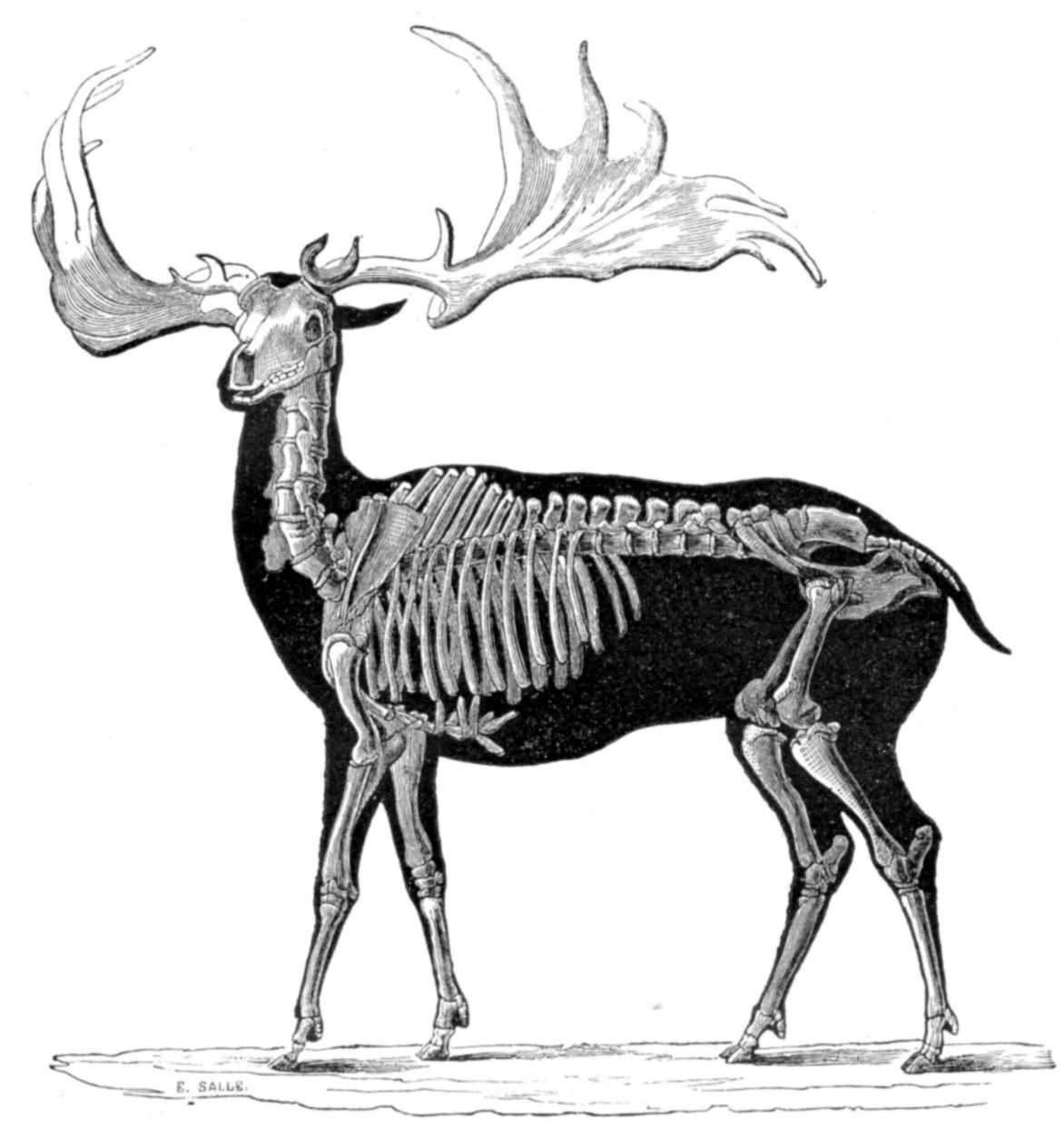 Extinct Irish Elk Deer Eurasia Glossy Poster Picture Photo Print Banner Booma Prints