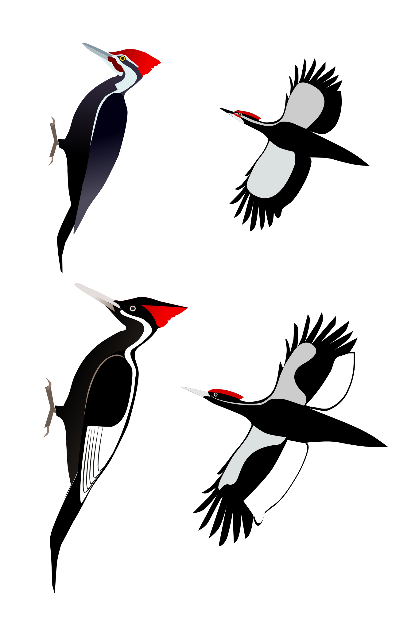 Ivory Billed Woodpecker Birds Glossy Poster Picture Photo Print Banner Booma Prints