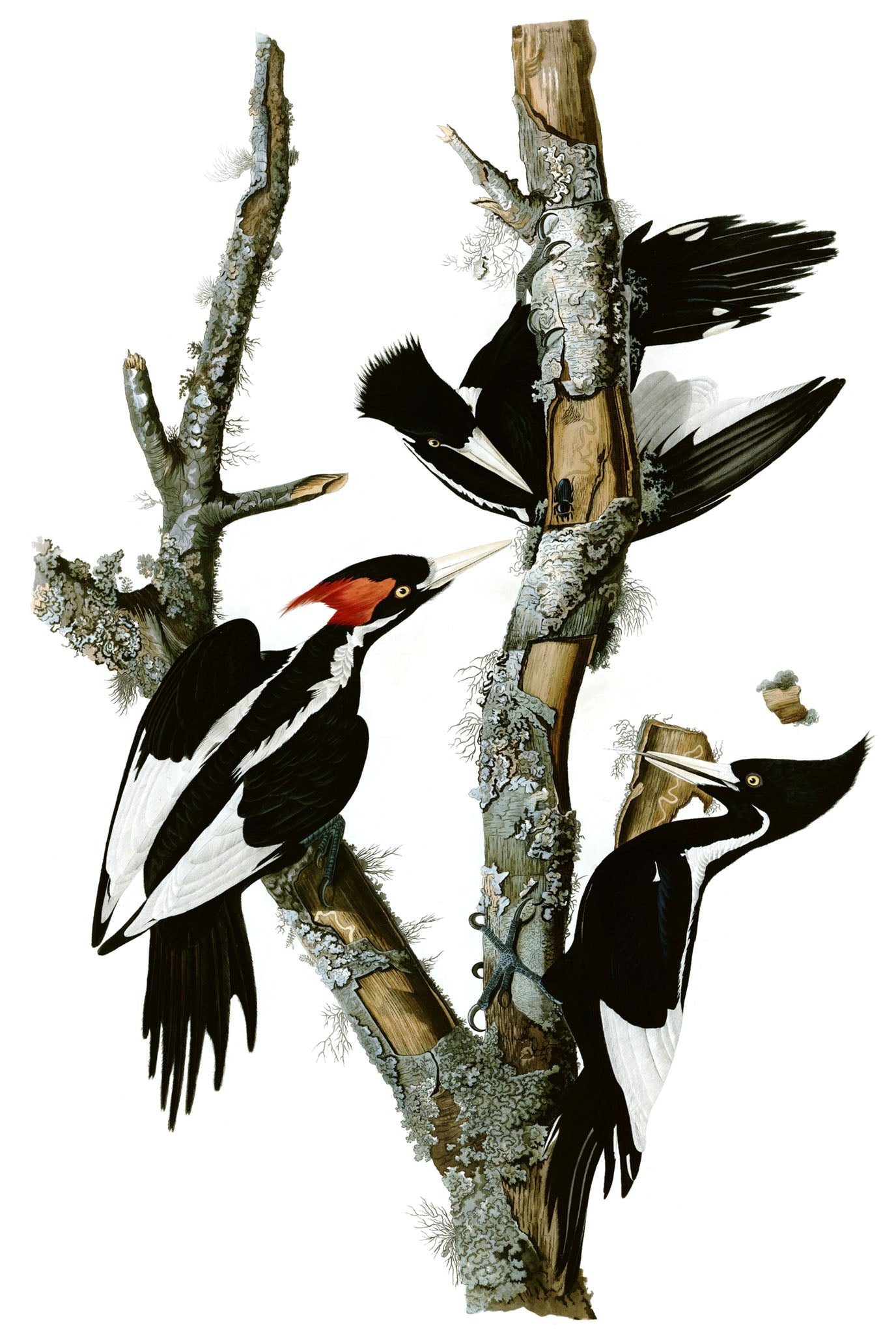 Extinct Ivory Billed Woodpeckers Glossy Poster Picture Photo Print Banner Booma Prints