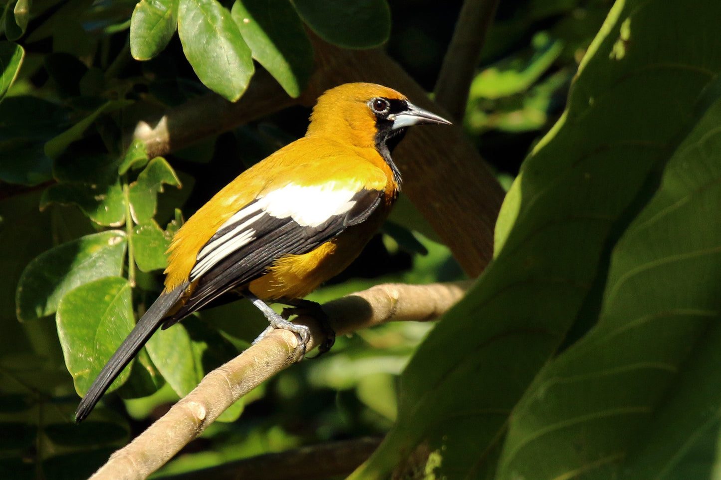 Jamaican Oriole Yellow Bird Glossy Poster Picture Photo Print Banner Booma Prints