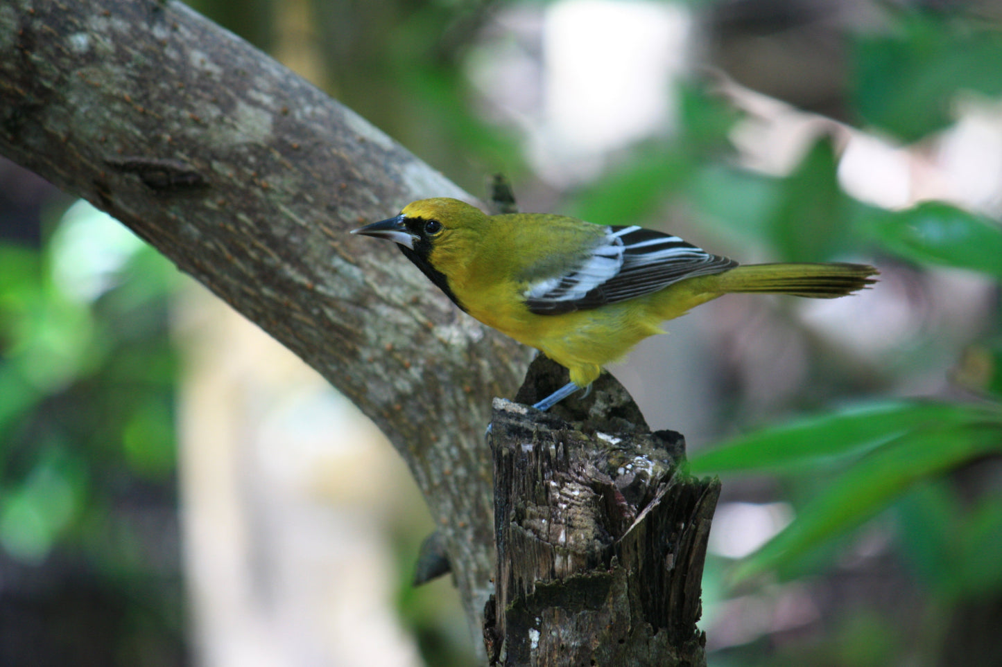 Jamaican Oriole Bird Glossy Poster Picture Photo Print Banner Booma Prints