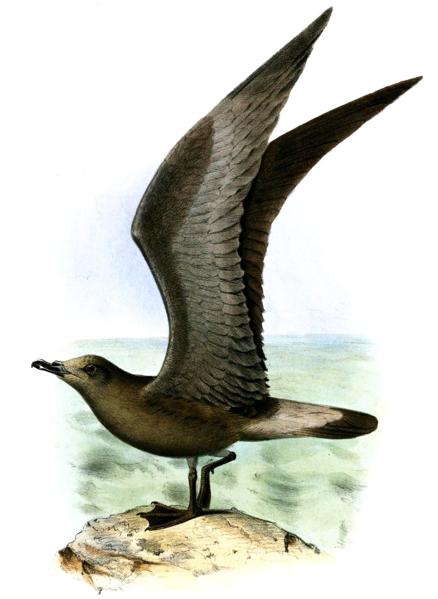 Extinct Jamaican Petrel Seabird Glossy Poster Picture Photo Print Banner Booma Prints