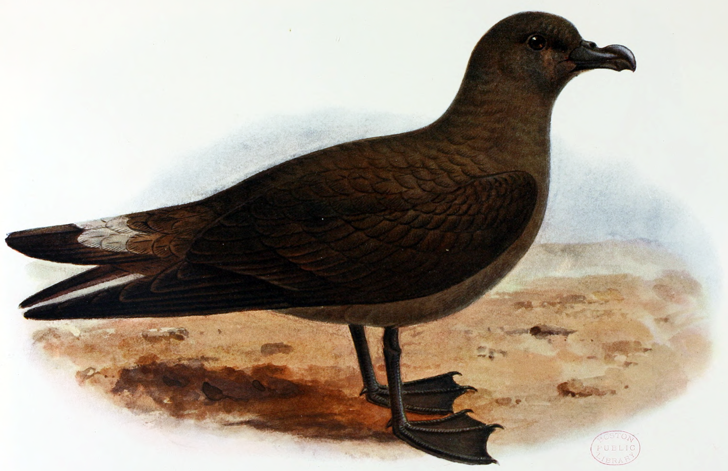 Extinct Jamaican Petrel Bird Glossy Poster Picture Photo Print Banner Booma Prints