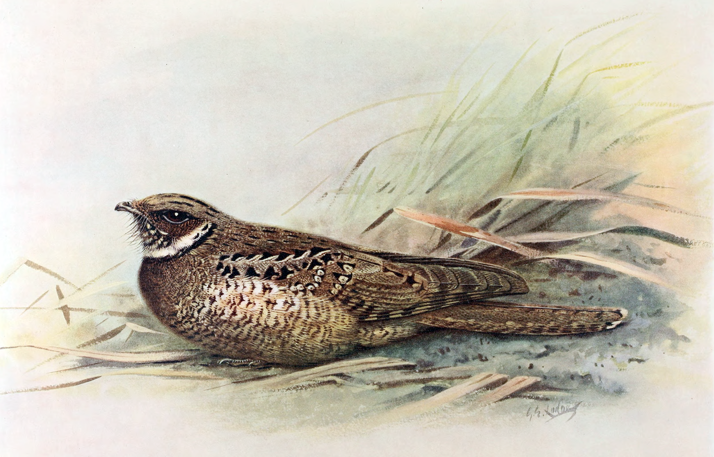 Extinct Jamaican Poorwill Bird Glossy Poster Picture Photo Print Banner Booma Prints
