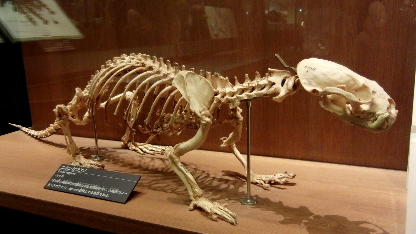 Extinct Japanese Otter Skeleton Glossy Poster Picture Photo Print Banner Booma Prints
