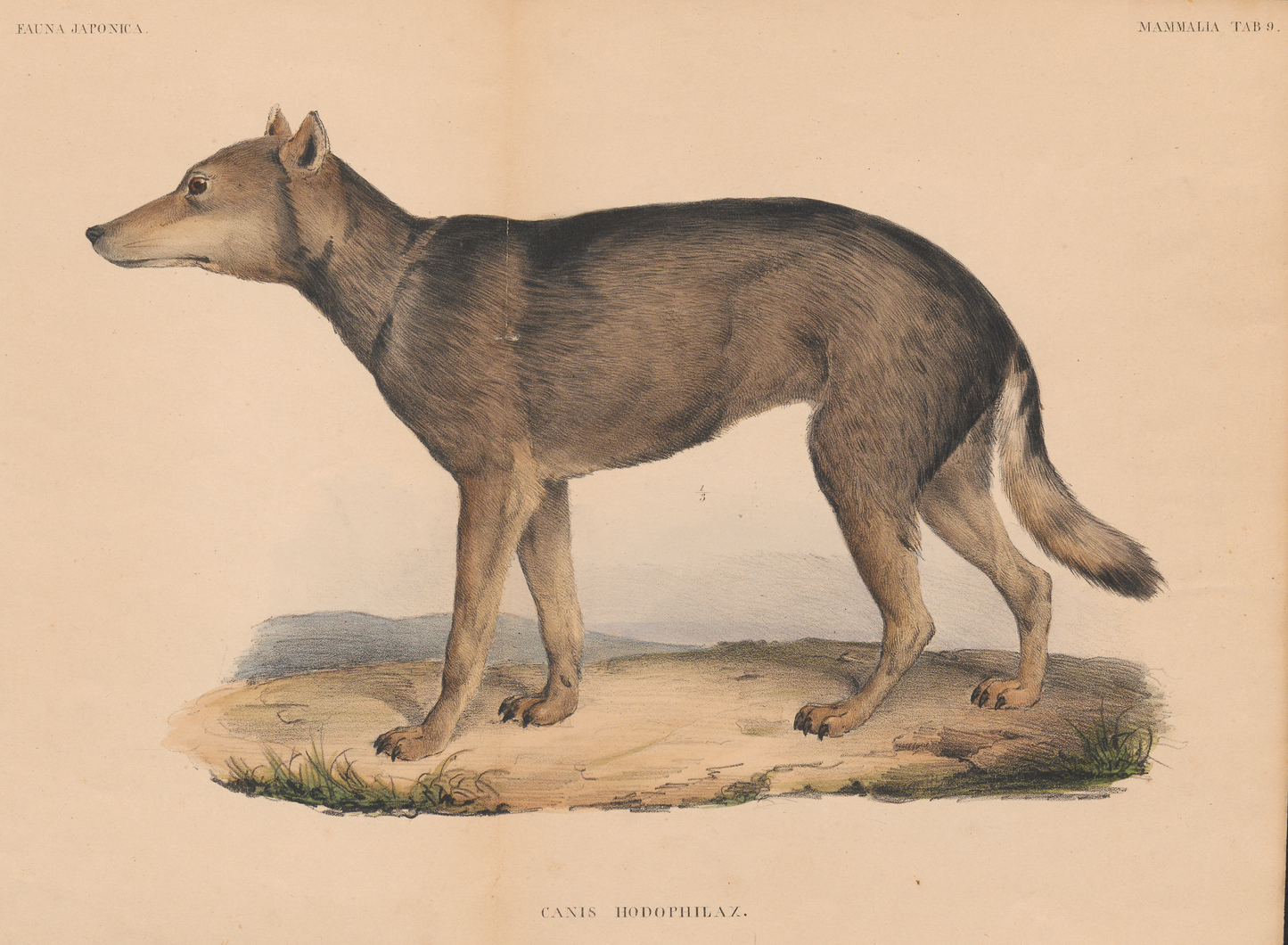 Extinct Japanese Honshu Gray Wolf Glossy Poster Picture Photo Print Banner Booma Prints