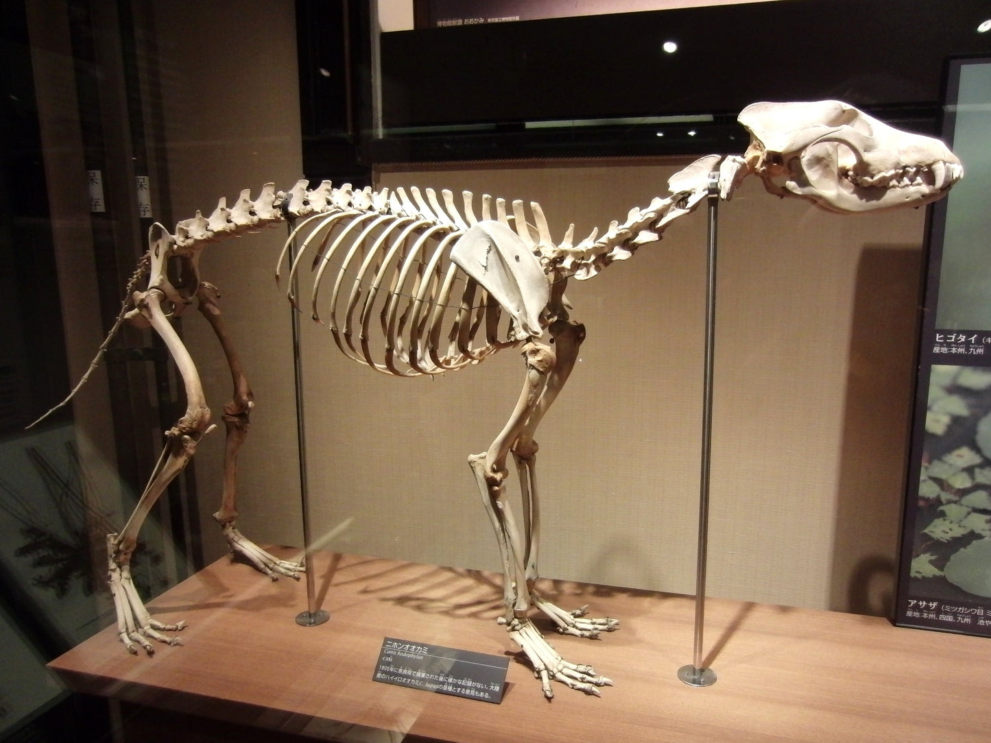 Extinct Japanese Wolf Skeleton Glossy Poster Picture Photo Print Banner Booma Prints