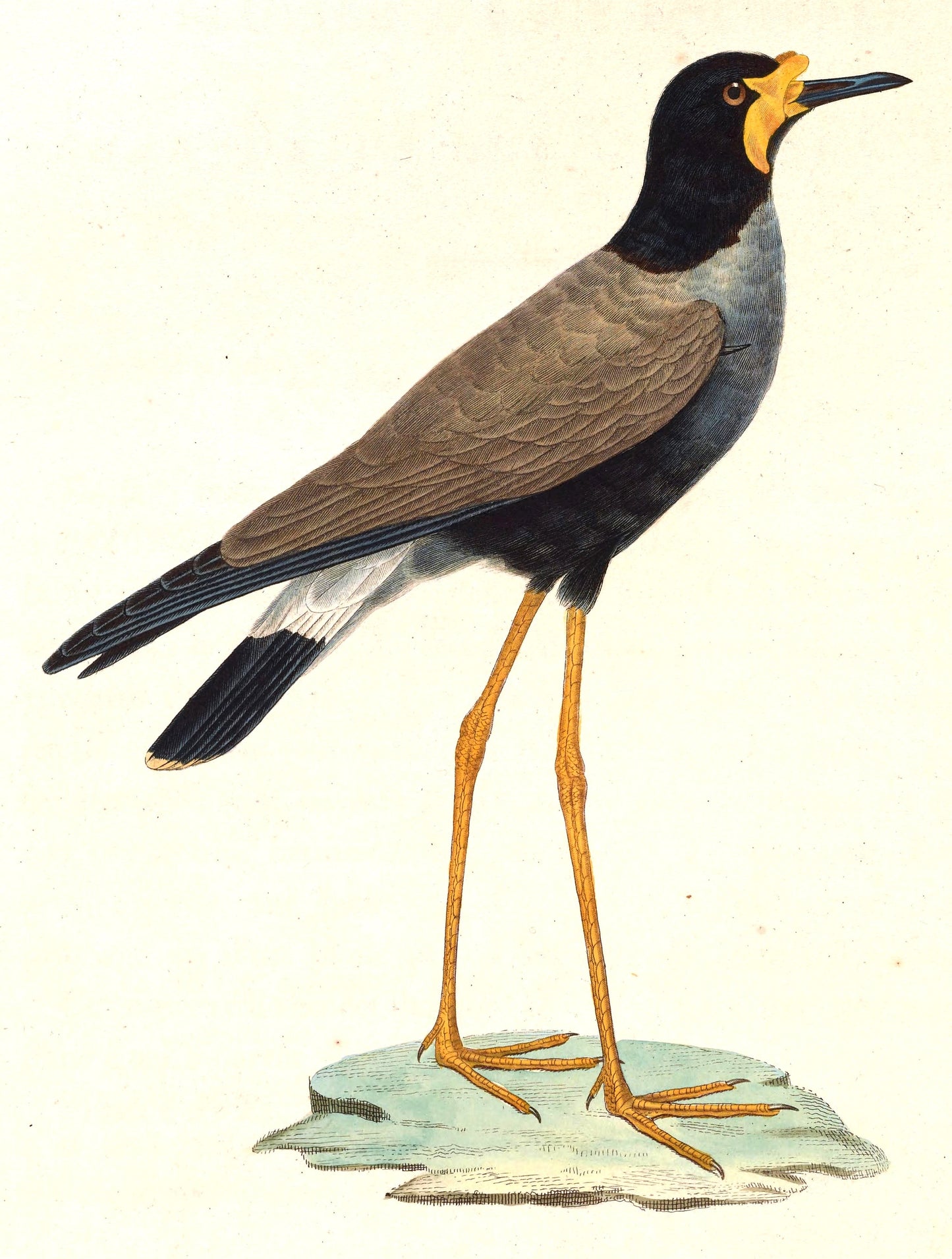 Extinct Javanese Javan Lapwing Glossy Poster Picture Photo Print Banner Booma Prints