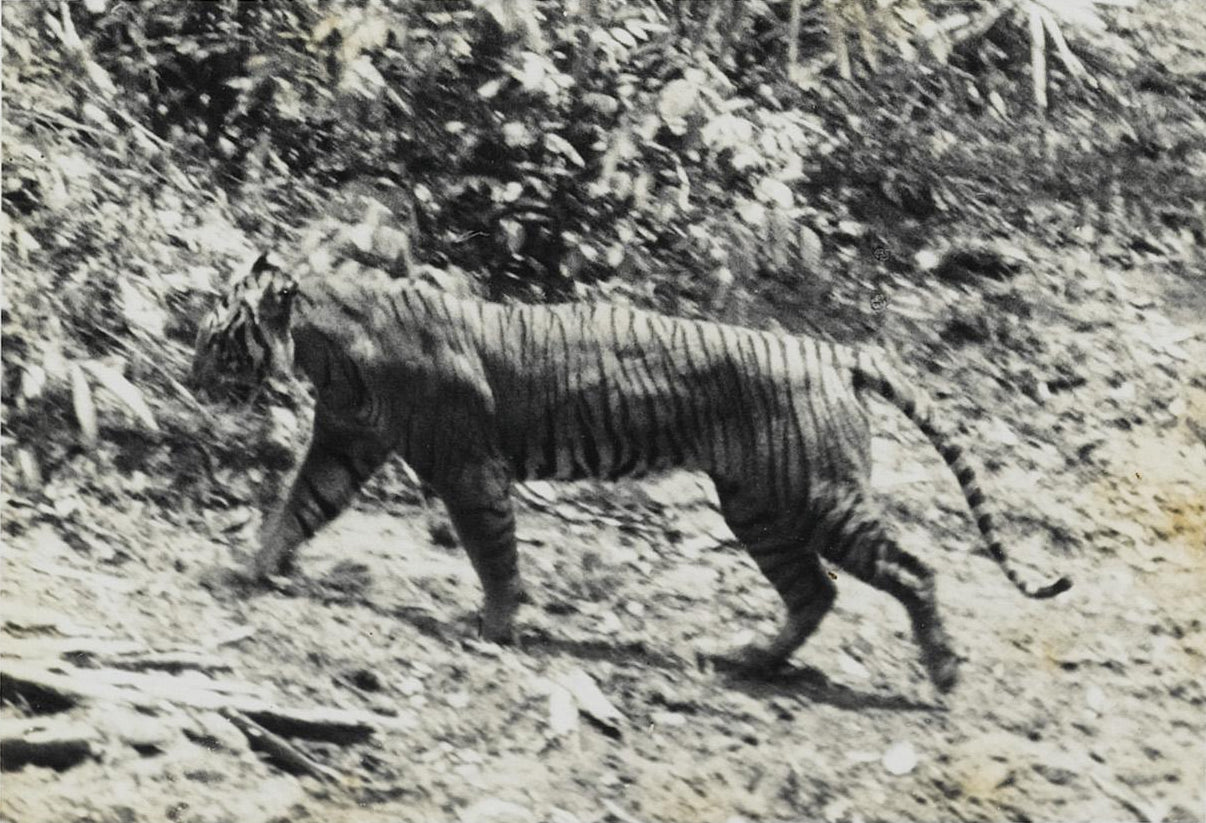 Extinct Javanese Javan Tiger Glossy Poster Picture Photo Print Banner Booma Prints