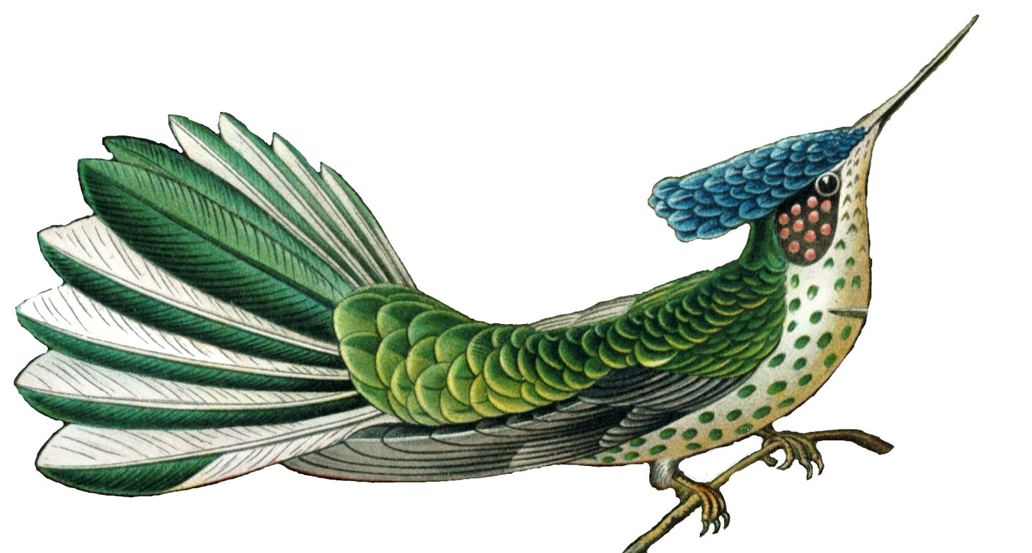 Juan Fernandez Firecrown Glossy Poster Picture Photo Print Banner Booma Prints