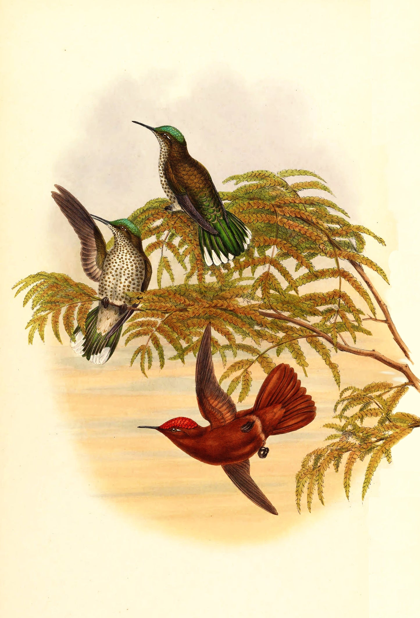 Juan Fernandez Firecrown Bird Glossy Poster Picture Photo Print Banner Booma Prints