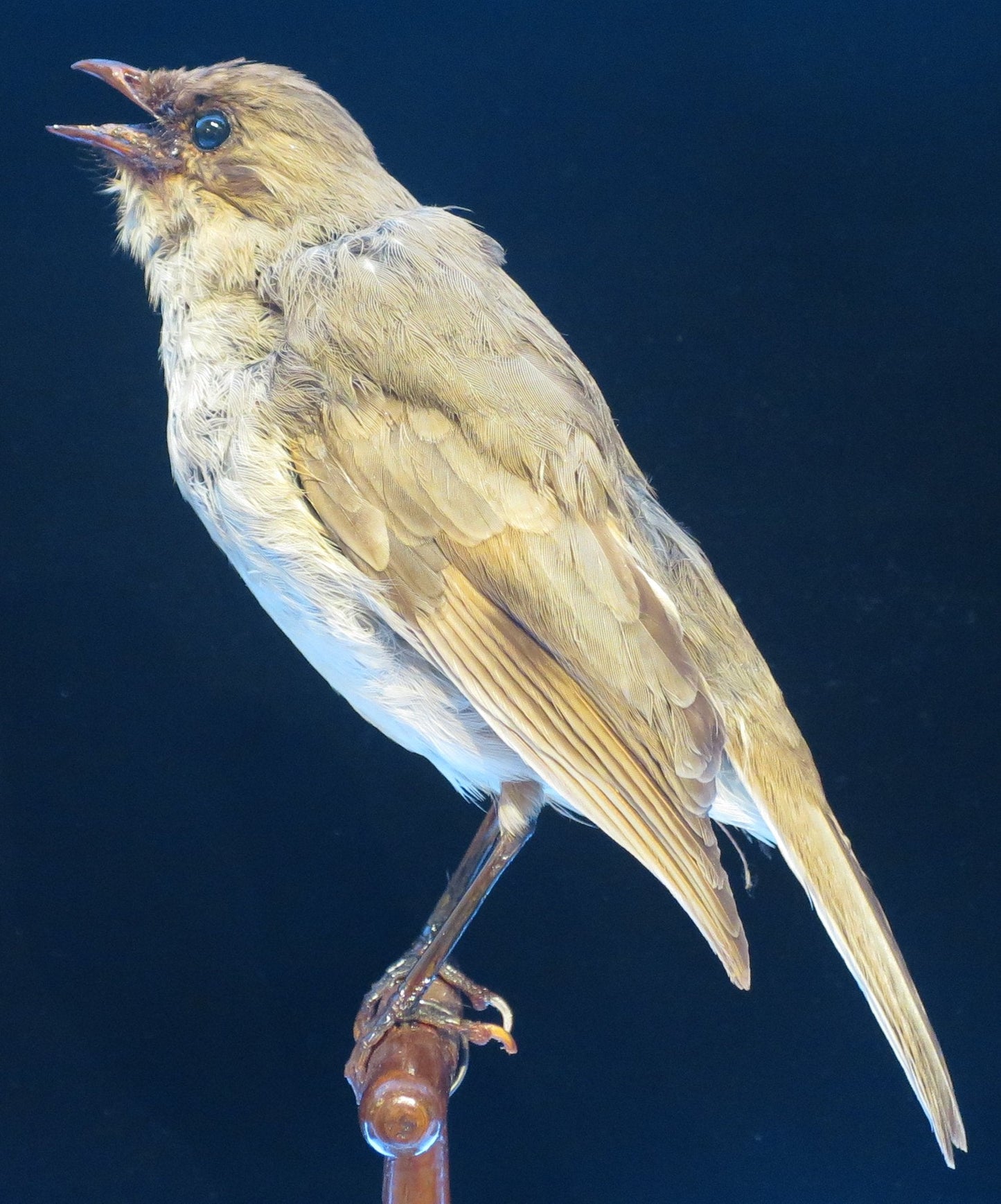 Extinct Kama'O Kaua'I Thrush Bird Glossy Poster Picture Photo Print Banner Booma Prints
