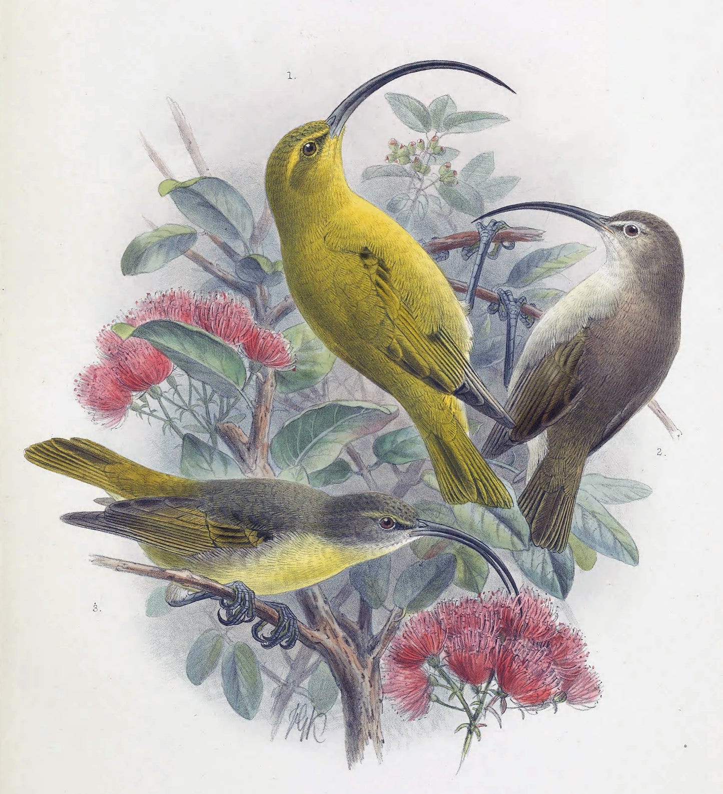 Extinct Kaua'I Akialoa Bird Glossy Poster Picture Photo Print Banner Booma Prints