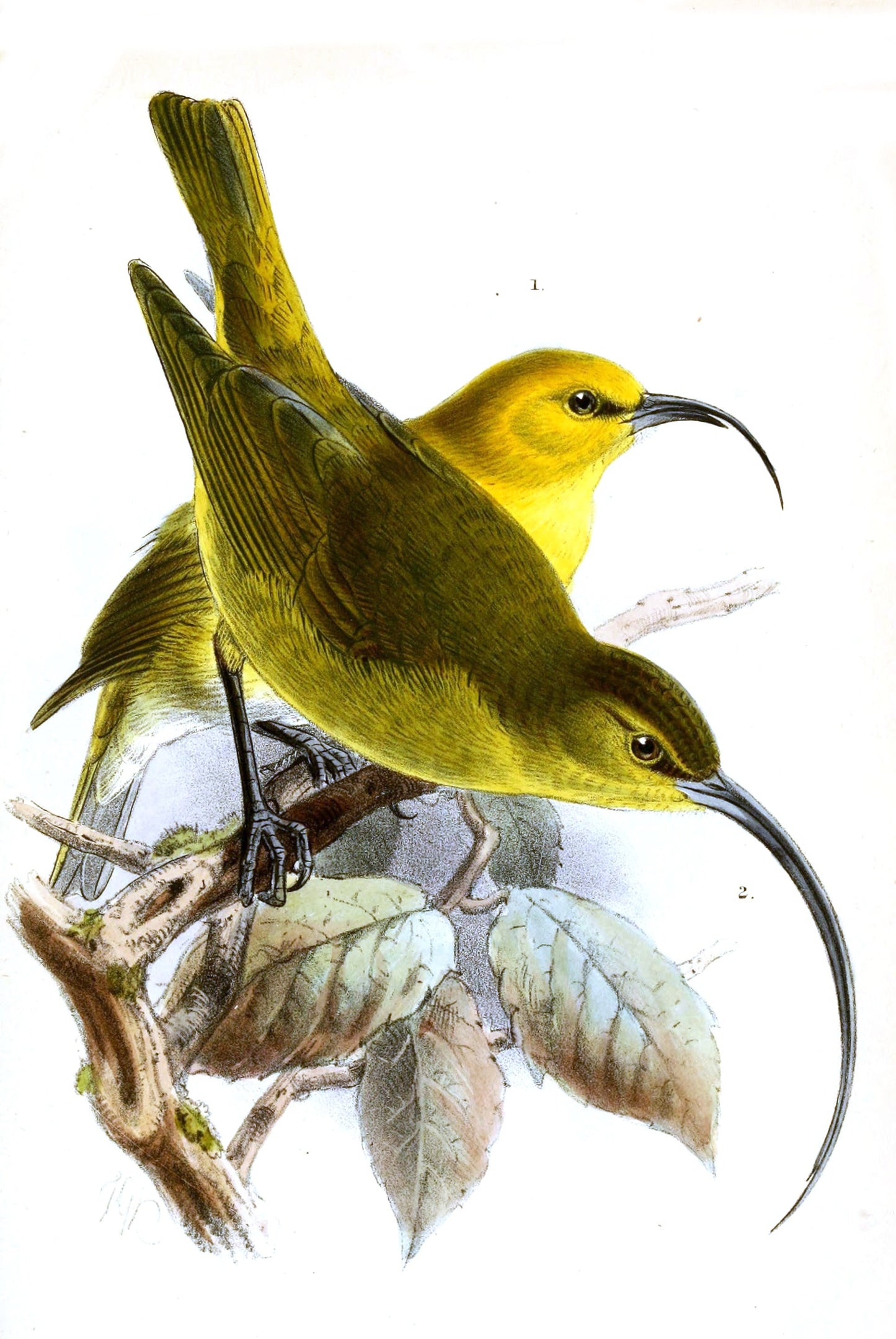 Extinct Kaua'I Nukupu'U Bird Glossy Poster Picture Photo Print Banner Booma Prints
