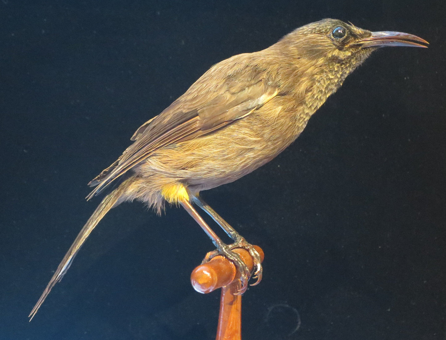 Extinct Kaua'I ???? Bird Glossy Poster Picture Photo Print Banner Booma Prints
