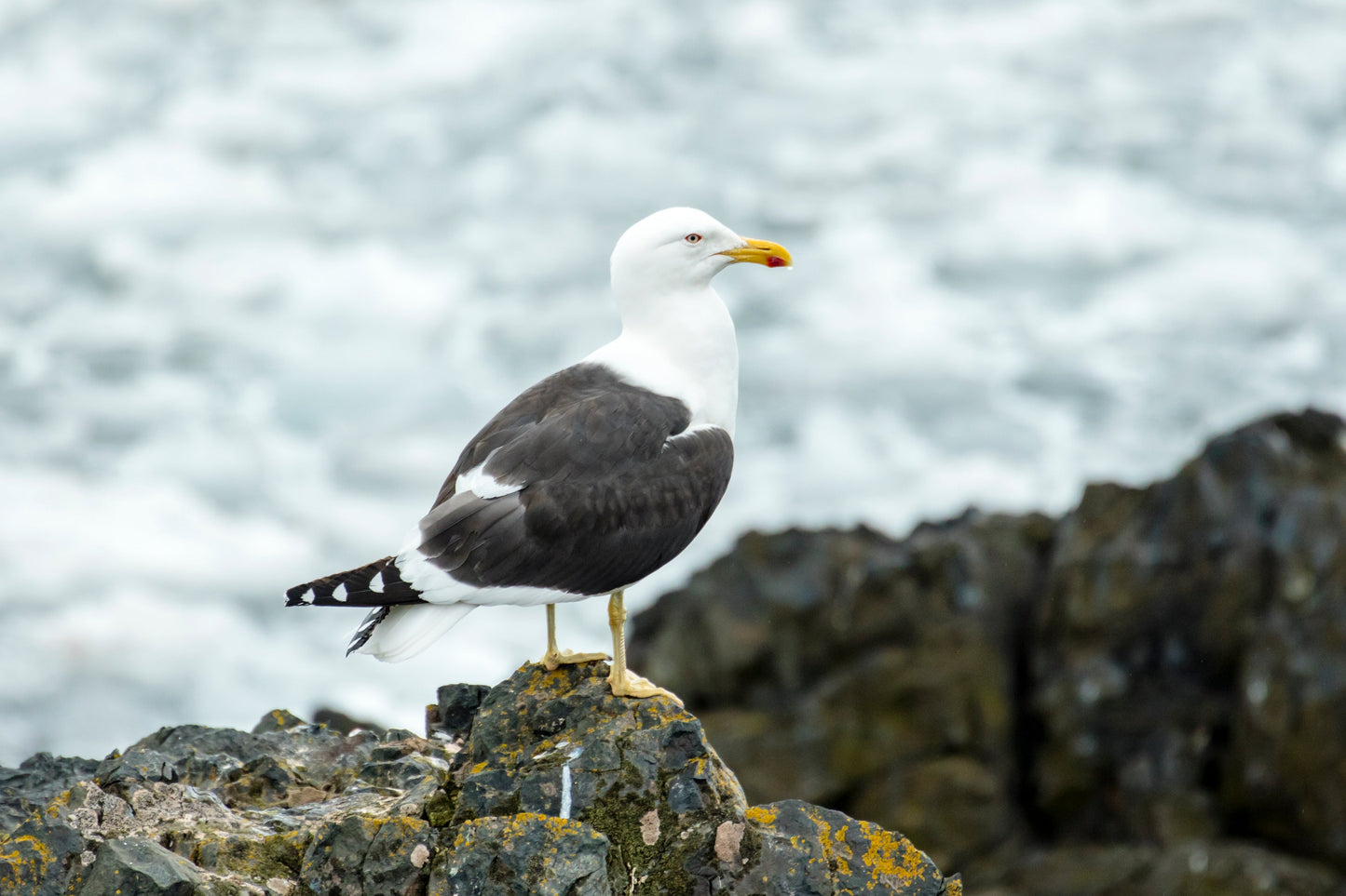 Kelp Gull Dominican Gull Bird Glossy Poster Picture Photo Print Banner Booma Prints