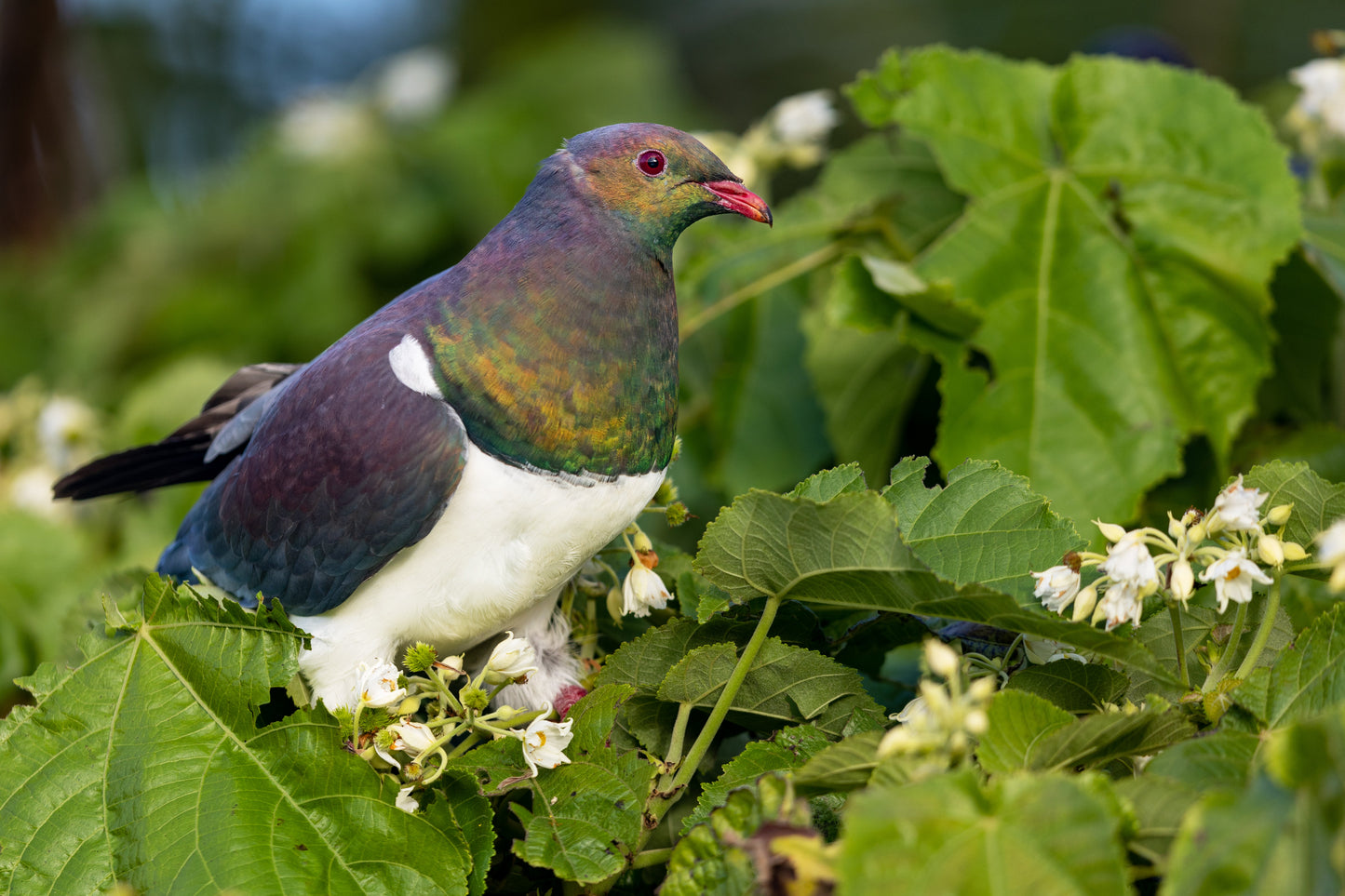 Kereru New Zealand Pigeon Kerer? Glossy Poster Picture Photo Print Banner Booma Prints
