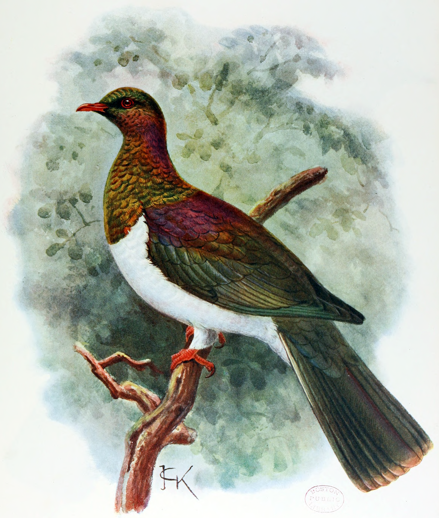 Kereru New Zealand Kerer? Bird Glossy Poster Picture Photo Print Banner Booma Prints