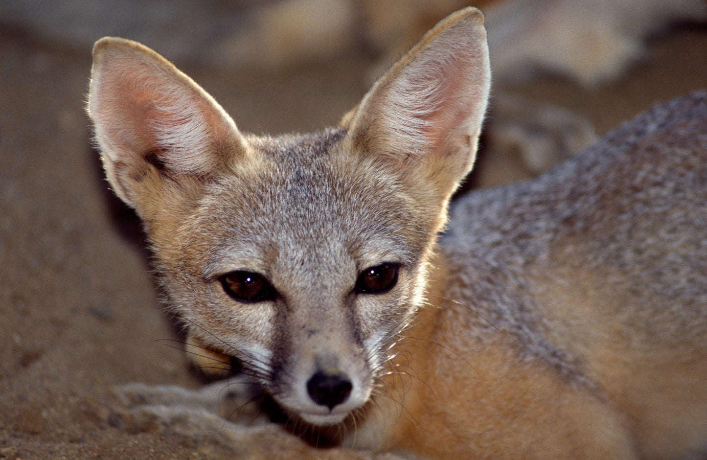 North American Kit Fox Glossy Poster Picture Photo Print Banner Booma Prints
