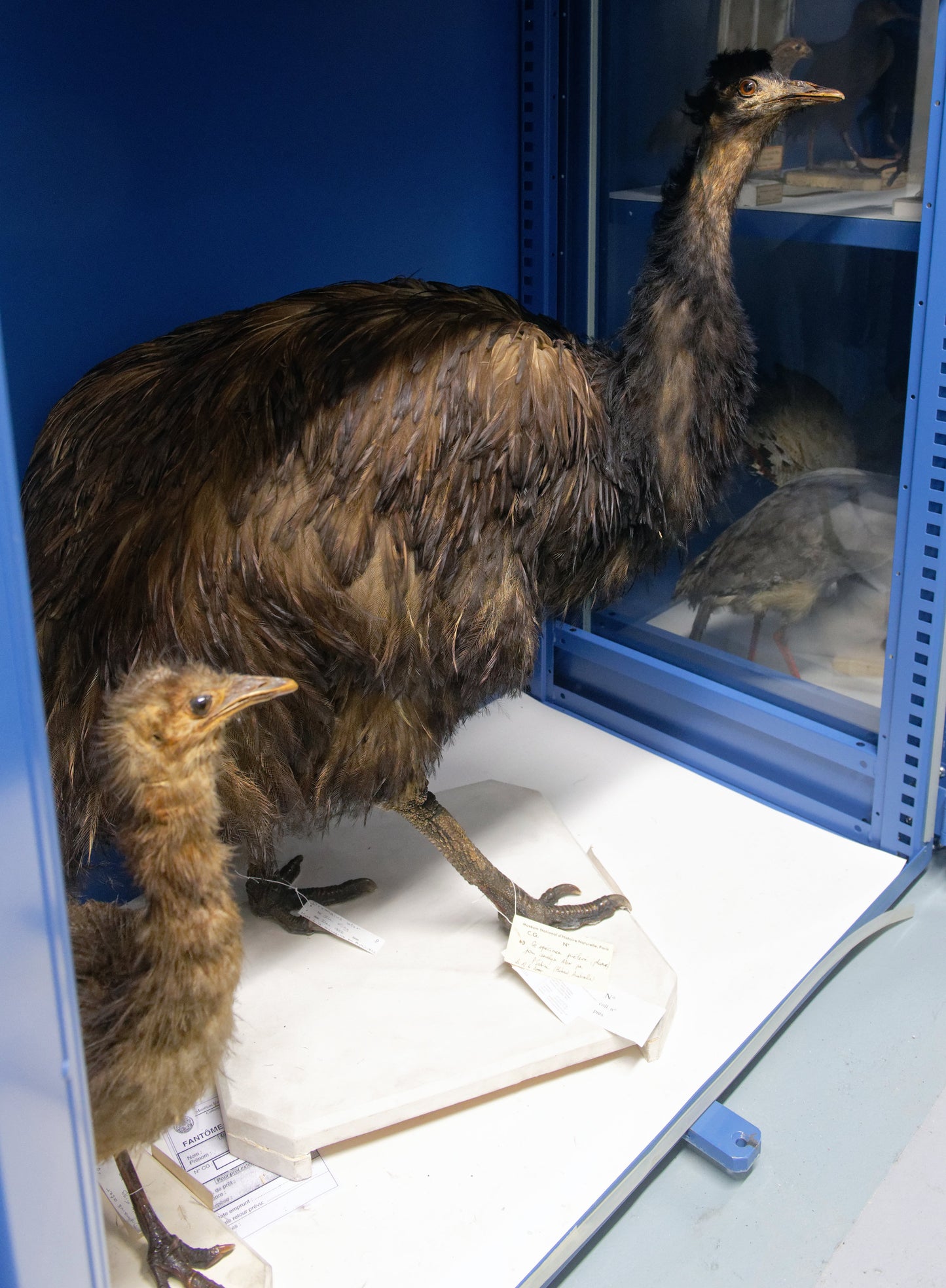 Extinct King Island Emu Glossy Poster Picture Photo Print Banner Booma Prints
