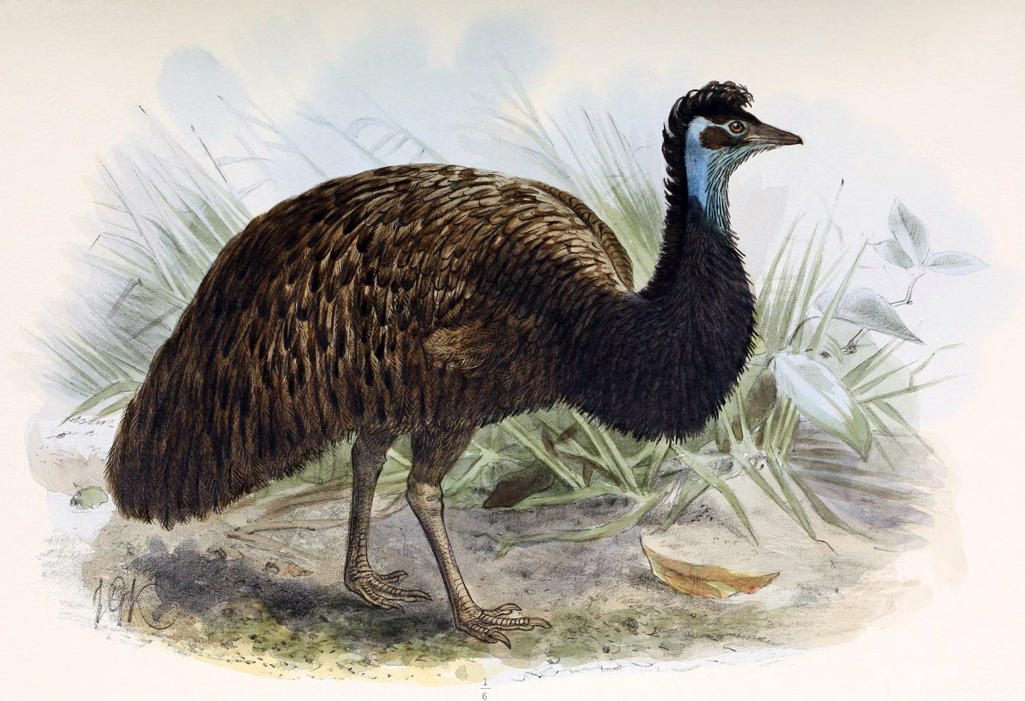 Extinct King Island Emu Bird Glossy Poster Picture Photo Print Banner Booma Prints