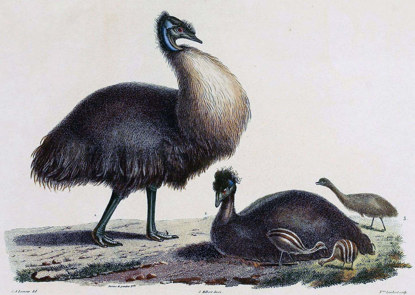 Extinct King Island Emu Australia Glossy Poster Picture Photo Print Banner Booma Prints
