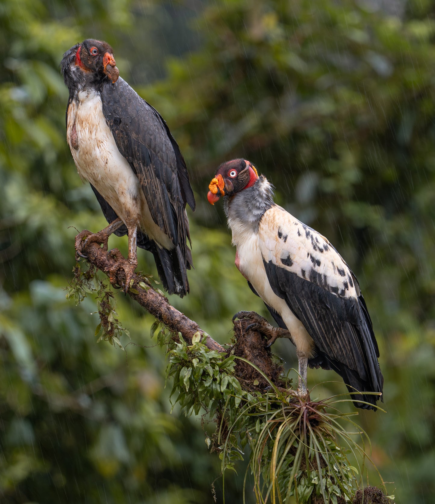 King Vulture Bird Glossy Poster Picture Photo Print Banner Booma Prints