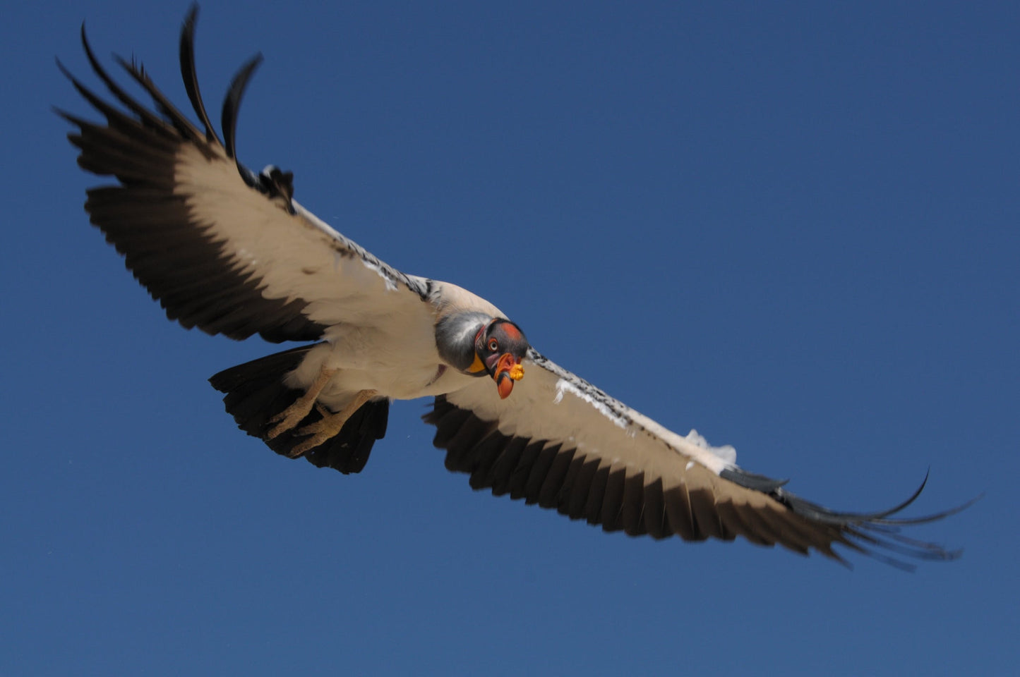 King Vulture Flying Glossy Poster Picture Photo Print Banner Booma Prints