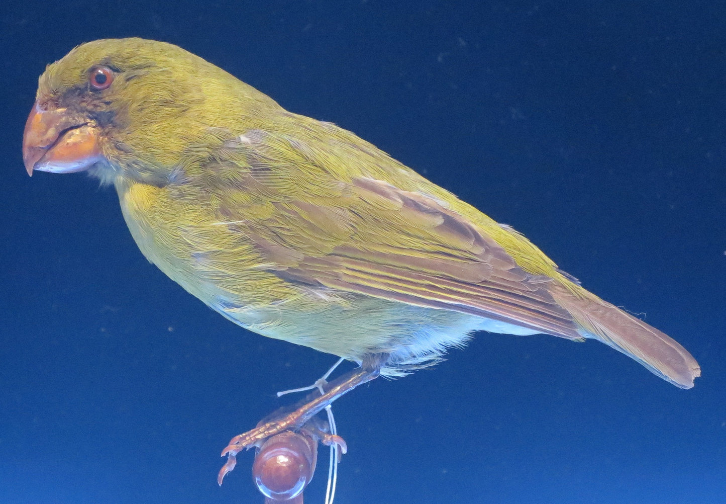 Extinct Kona Grosbeak Bird Glossy Poster Picture Photo Print Banner Booma Prints