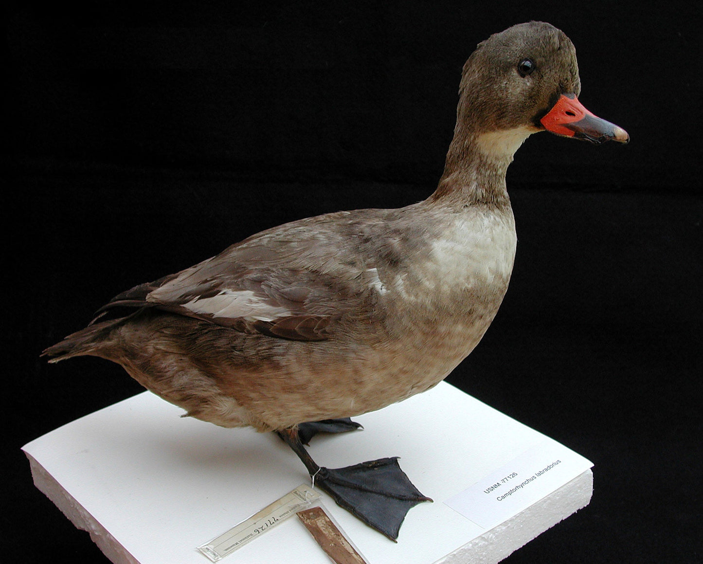 Extinct Labrador Duck Glossy Poster Picture Photo Print Banner Booma Prints