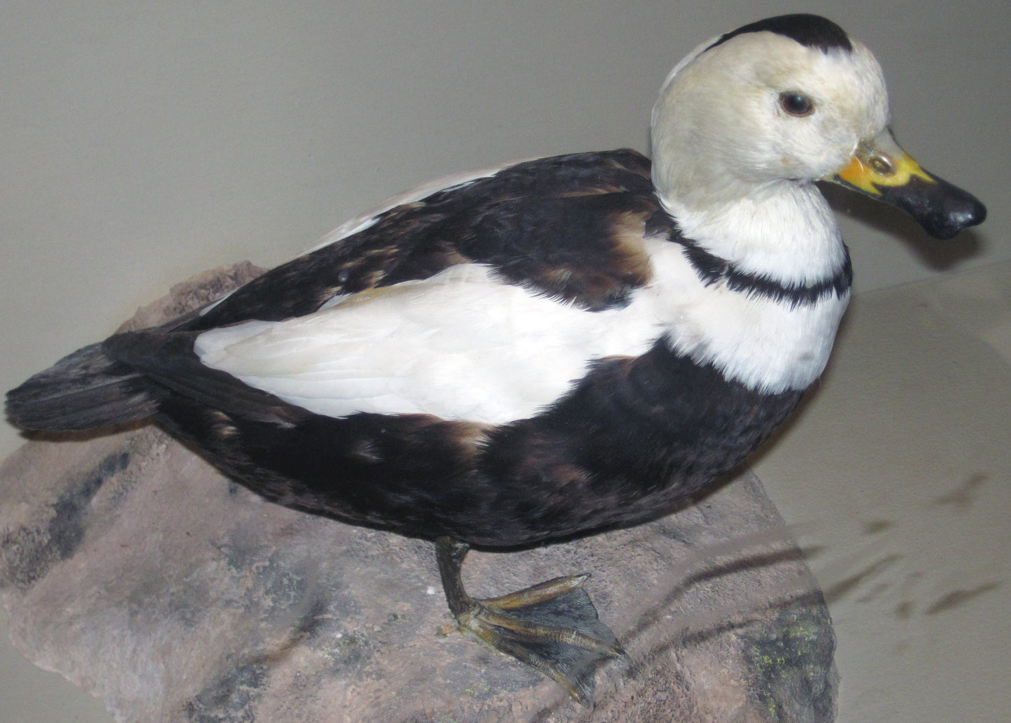Extinct American Labrador Duck Glossy Poster Picture Photo Print Banner Booma Prints