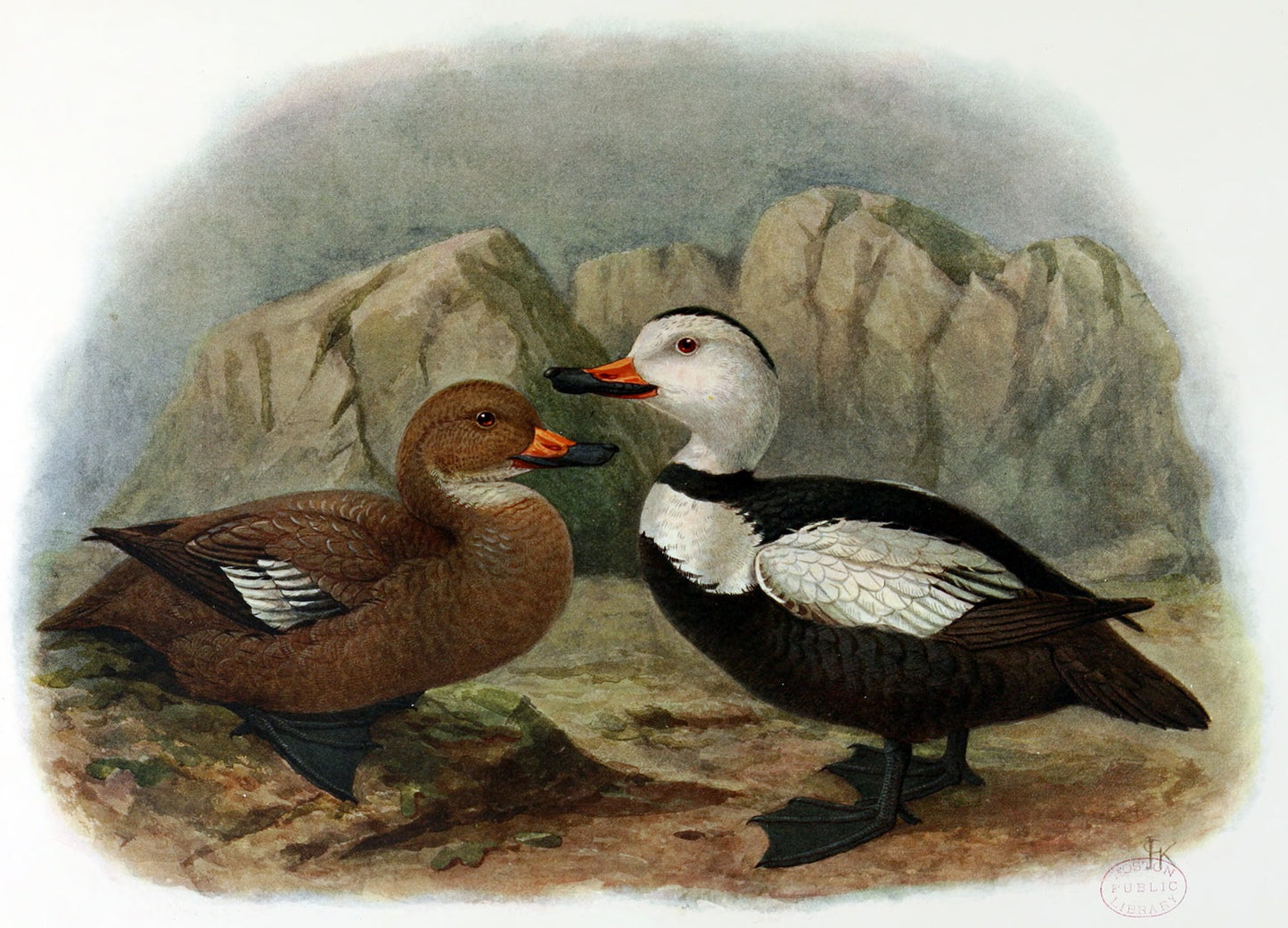 Extinct Labrador Duck Birds Glossy Poster Picture Photo Print Banner Booma Prints