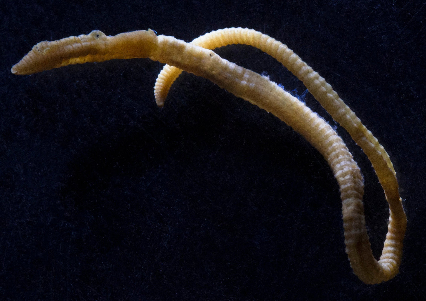 Extinct Lake Pedder Earthworm Glossy Poster Picture Photo Print Banner Booma Prints