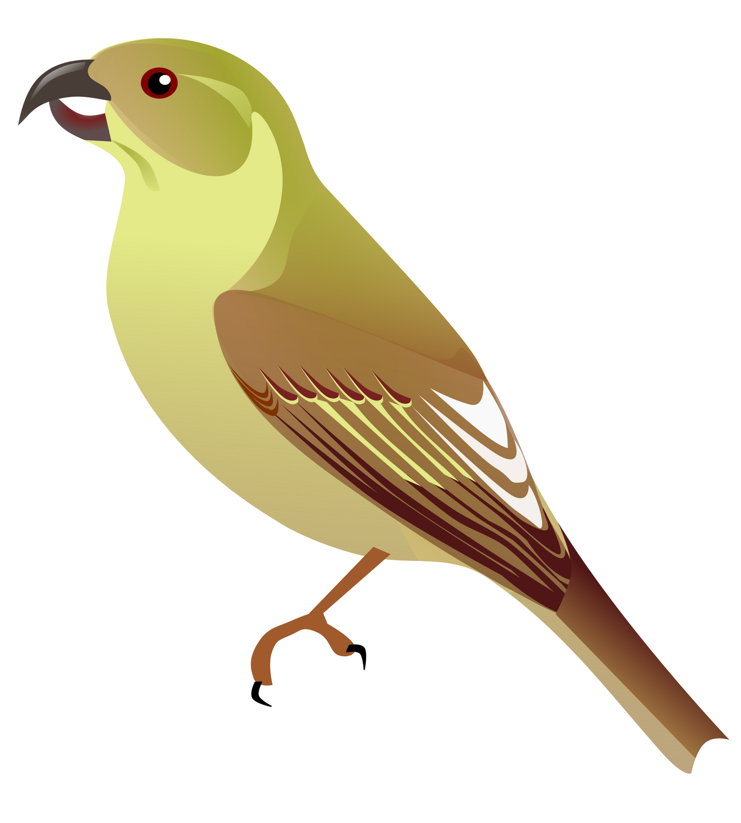 Extinct Lana'I Hookbill Bird Glossy Poster Picture Photo Print Banner Booma Prints