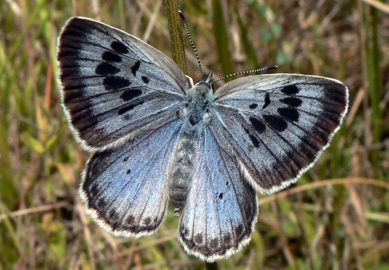 Extinct Large Blue Butterfly Glossy Poster Picture Photo Print Banner Booma Prints