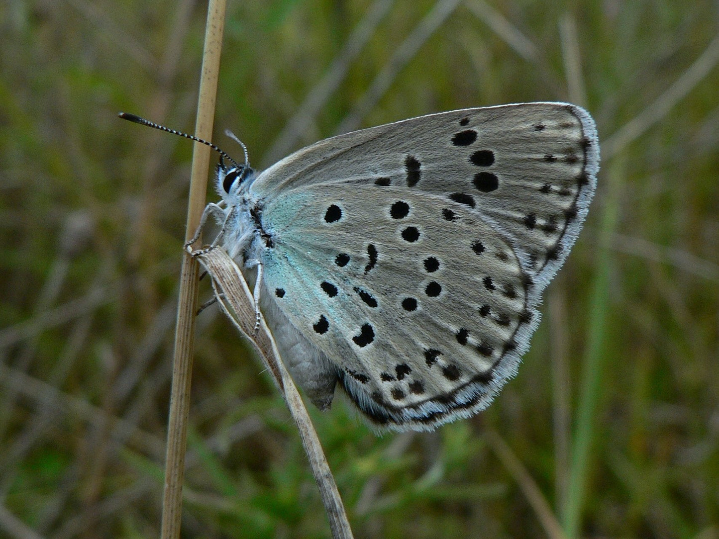 Rare Large Blue Butterfly Glossy Poster Picture Photo Print Banner Booma Prints