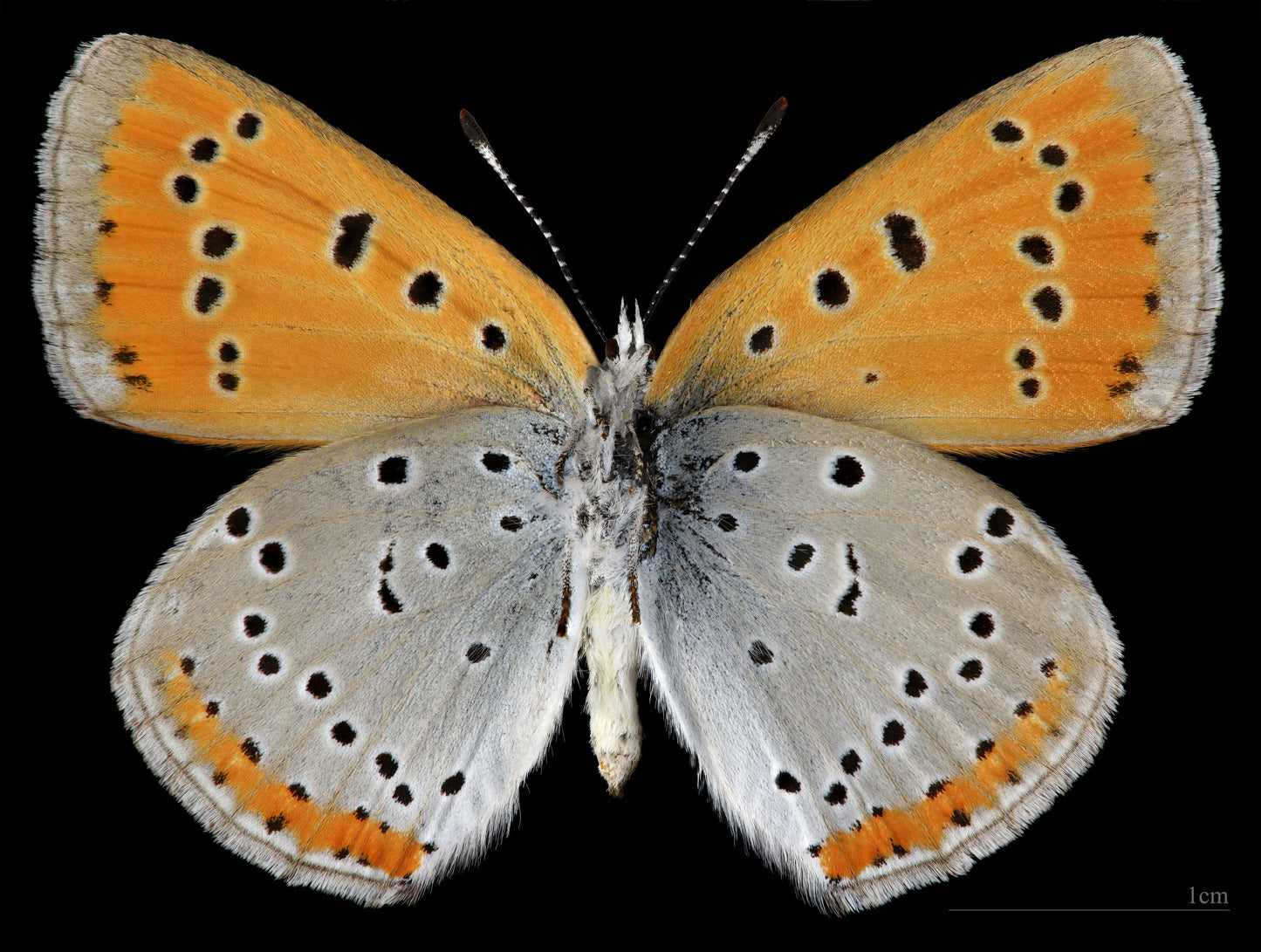 Large Copper Butterfly Glossy Poster Picture Photo Print Banner Booma Prints