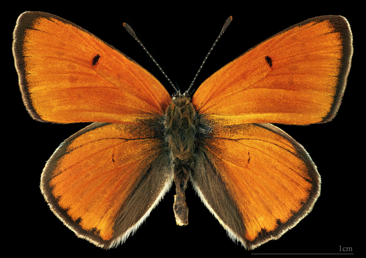 Large Copper Butterfly Orange Glossy Poster Picture Photo Print Banner Booma Prints