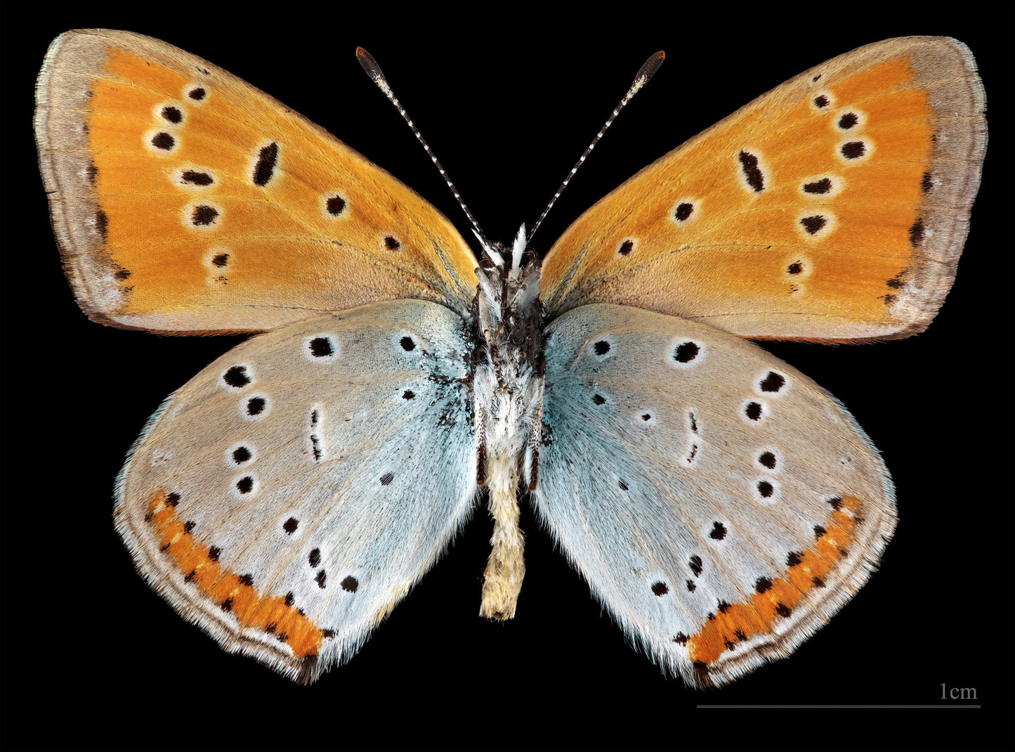 Large Copper Butterfly Insect Glossy Poster Picture Photo Print Banner Booma Prints