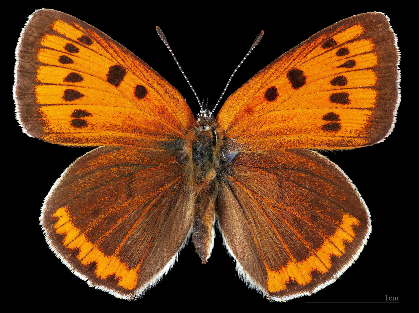 Large Copper Butterflies Glossy Poster Picture Photo Print Banner Booma Prints