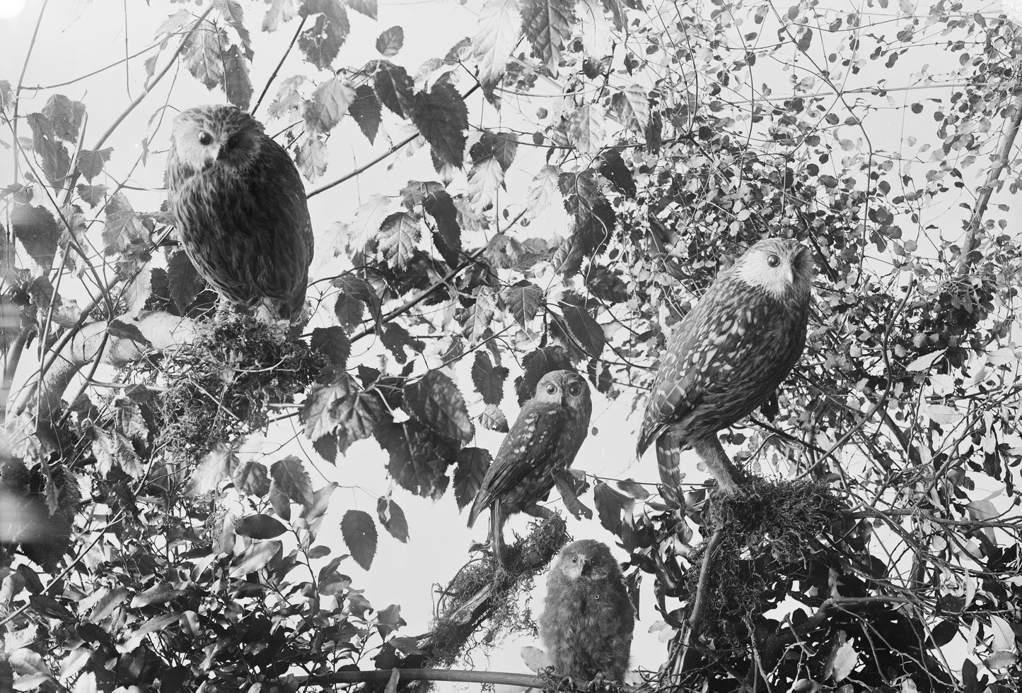 Extinct Laughing Owl Glossy Poster Picture Photo Print Banner Booma Prints