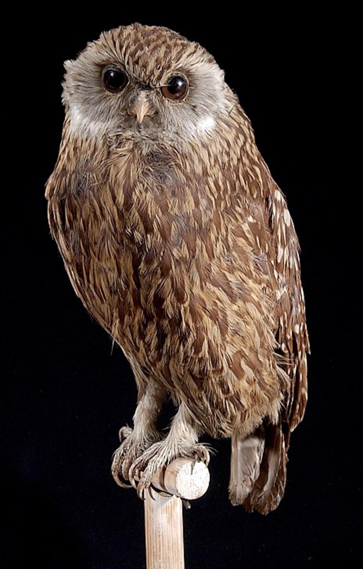 Extinct Laughing Owl White Faced Glossy Poster Picture Photo Print Banner Booma Prints