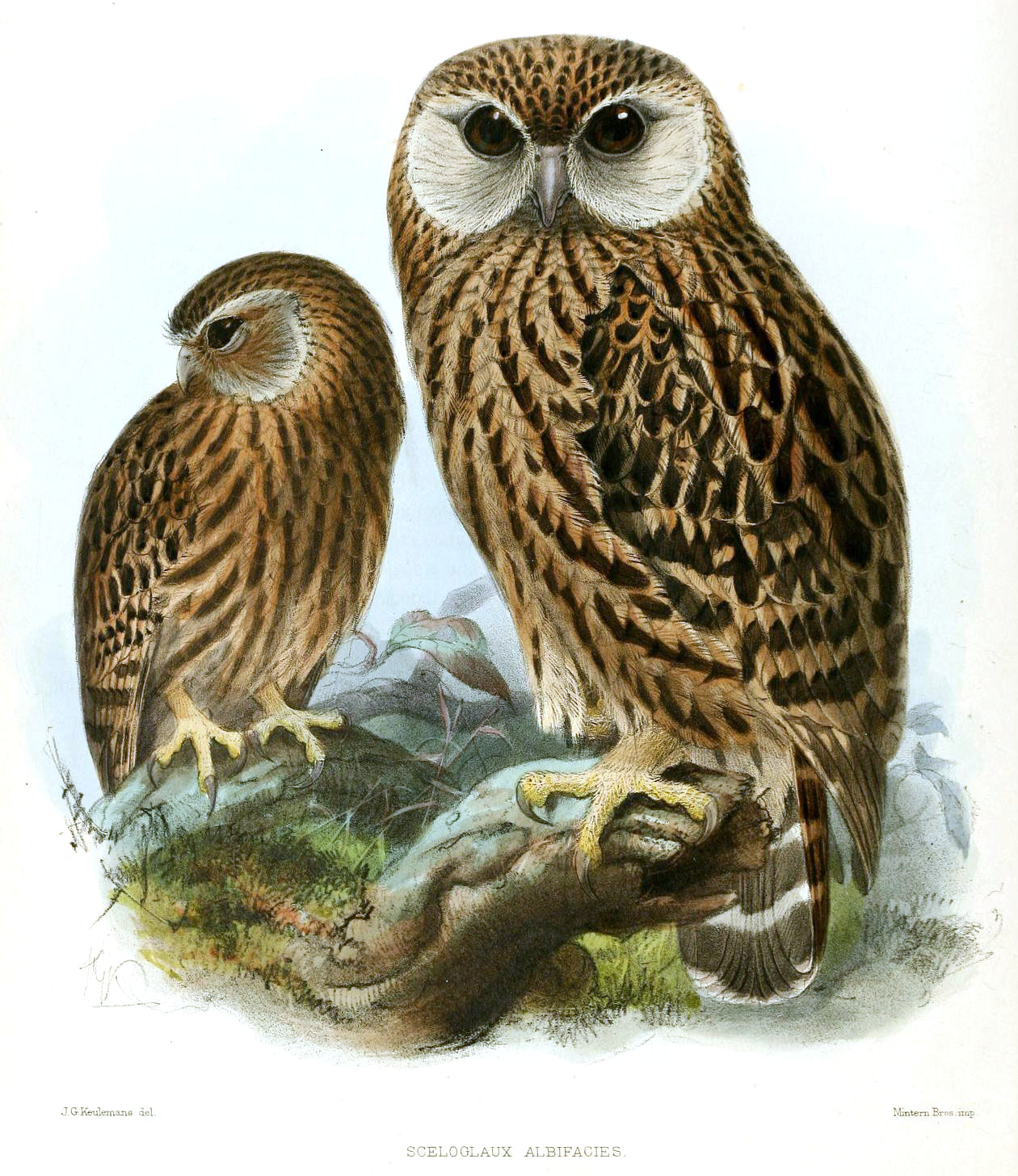 Extinct New Zealand Laughing Owl Glossy Poster Picture Photo Print Banner Booma Prints